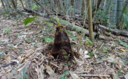 筍が出てきました