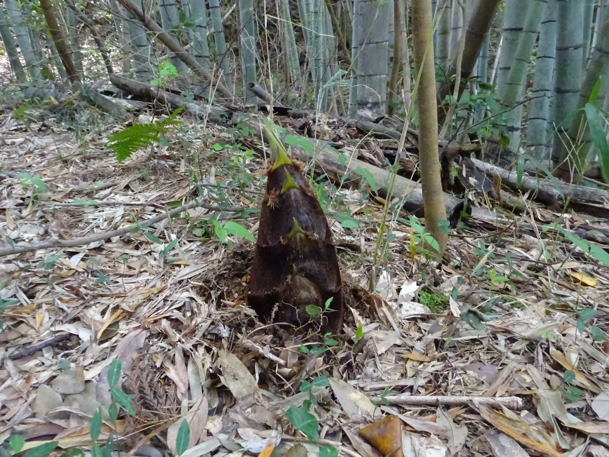 筍が出てきました