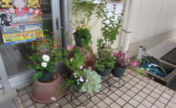 コミセンに秋の花