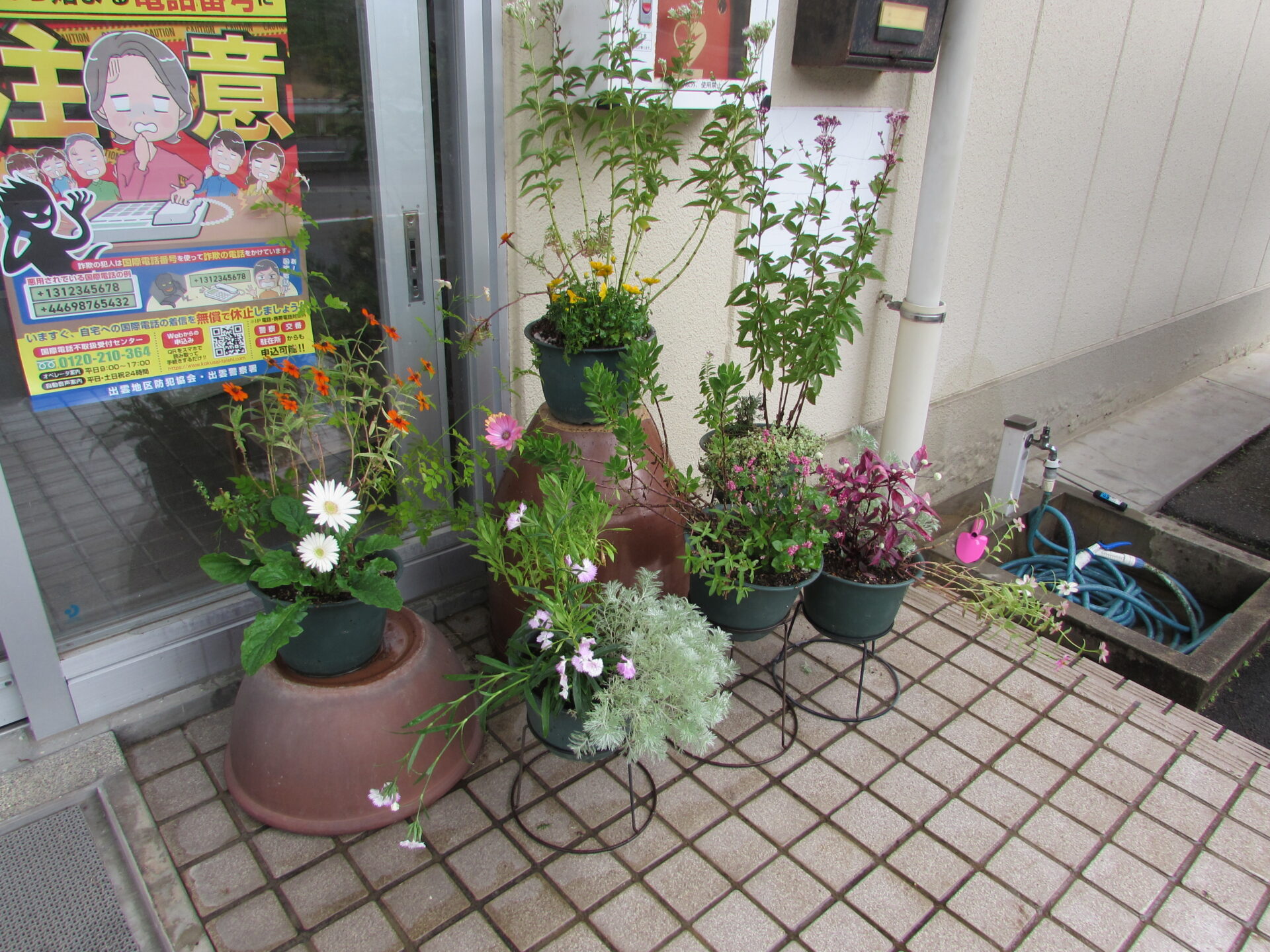 コミセンに秋の花