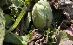 ふきのとう発見