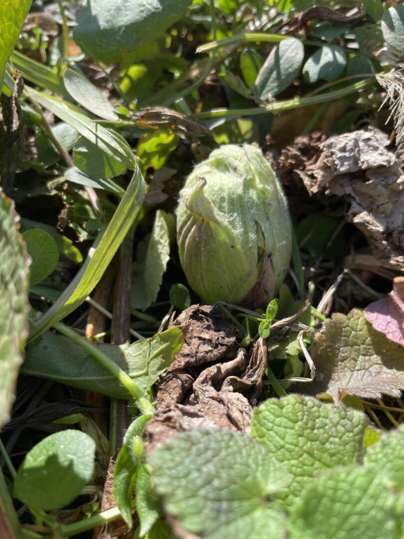 ふきのとう発見